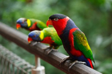 Black-capped lories (Lorius lory) clipart