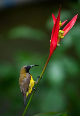 Olive-backed Sunbird ( Cinnyris jugularis ) clipart