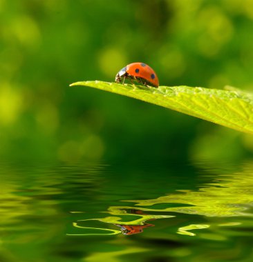 Yeşil yaprak üzerinde kırmızı uğur böceği (Coccinella septempunctata)