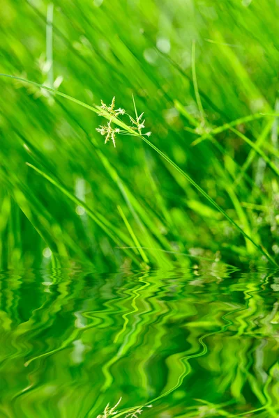 Grönt gräs med reflektion — Stockfoto