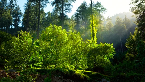 Morgon skog med solstrålar — Stockfoto