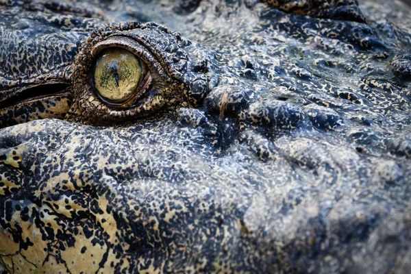 Ojo de cocodrilo — Foto de Stock
