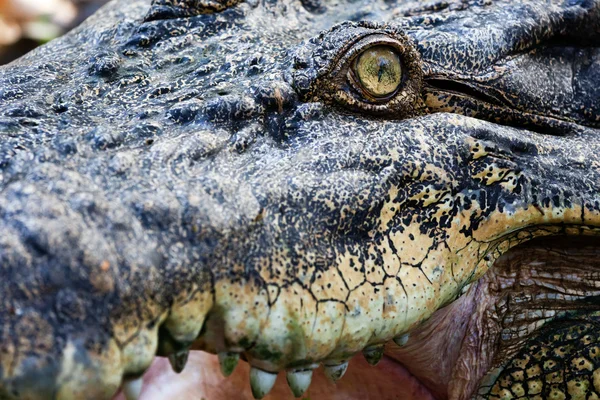 Krokodil szem — Stock Fotó