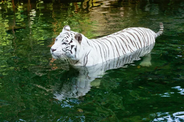 Tigre blanco nadando — Foto de Stock