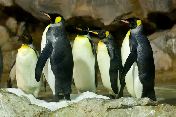 Королівські пінгвіни (великі пінгвіни patagonicus) — стокове фото