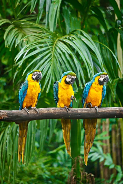 Blue-and-Yellow Macaw — Stock Photo, Image