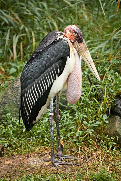 Cigüeña de Marabú — Foto de Stock