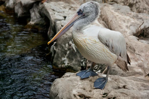 Пятнистый пеликан или серый пеликан (Pelecanus philippensis ) — стоковое фото