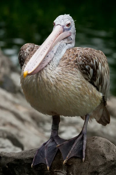 Пятнистый пеликан или серый пеликан (Pelecanus philippensis ) — стоковое фото