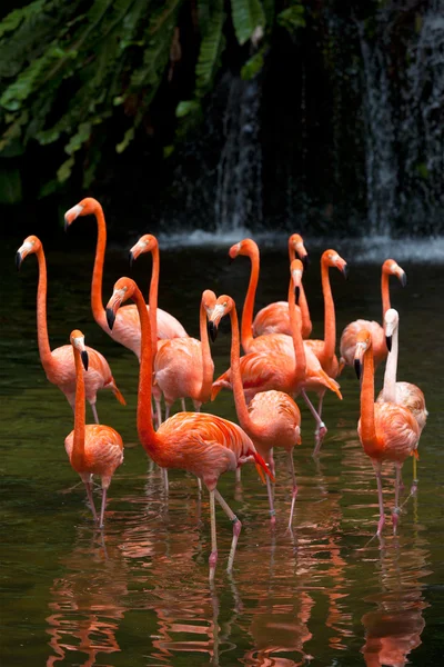 American Flamingo (Phoenicopterus ruber), Orange flamingo — Stock Photo, Image