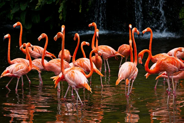 Amerikanska flamingo (phoenicopterus ruber), orange flamingo — Stockfoto