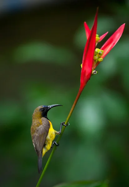 Olive-backed Sunbird ( Cinnyris jugularis ) — Stock Photo, Image