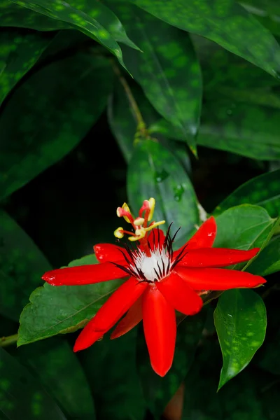 붉은 열정 꽃 — 스톡 사진