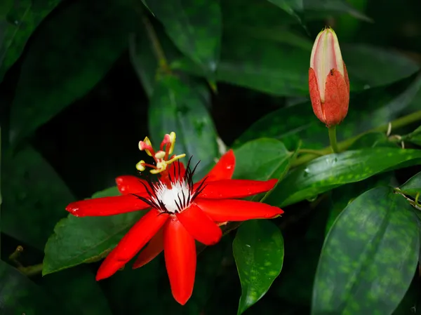 Flor de pasión roja — Foto de Stock