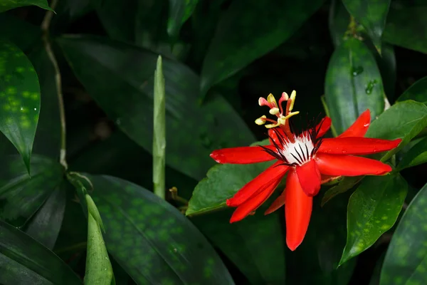 붉은 열정 꽃 — 스톡 사진