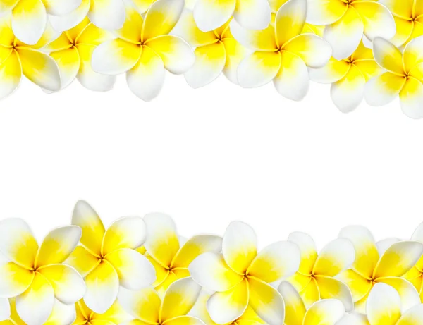 stock image Frangipani background