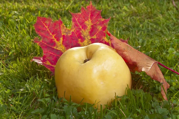 Autumn apple — Stock Photo, Image