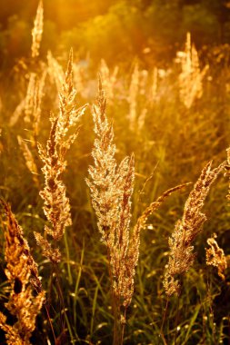 sonbahar güneşli gün kuru reed