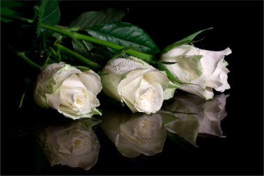 Beyaz güller