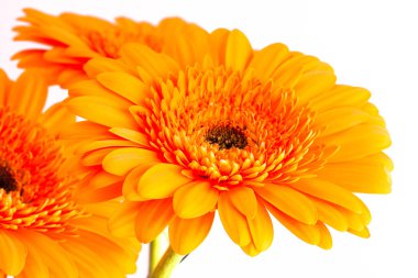 Gerbera