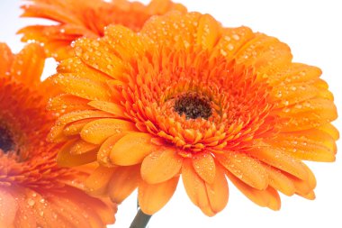 Gerbera