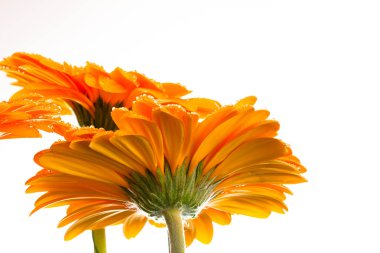 Gerbera