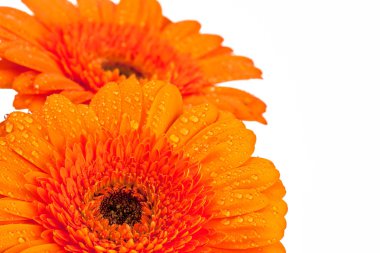 Gerbera