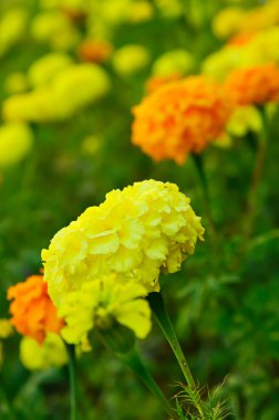 Tagetes (kadife çiçeği) çiçekler