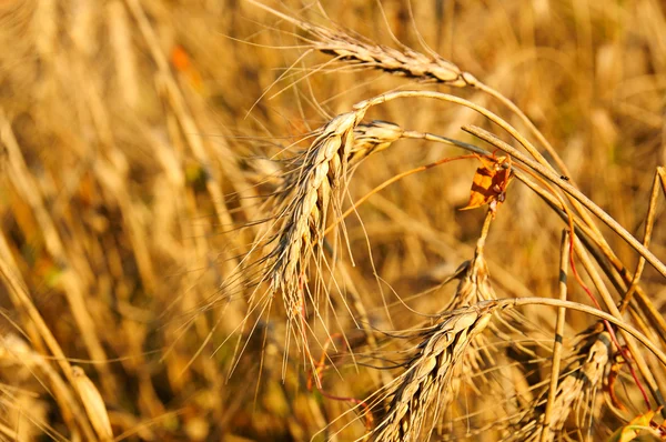 Field with ripe golden wheat — Stock Photo, Image