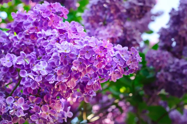 stock image Branch of lilac flowers