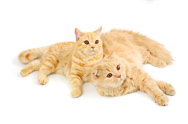 Two scottish cats — Stock Photo, Image