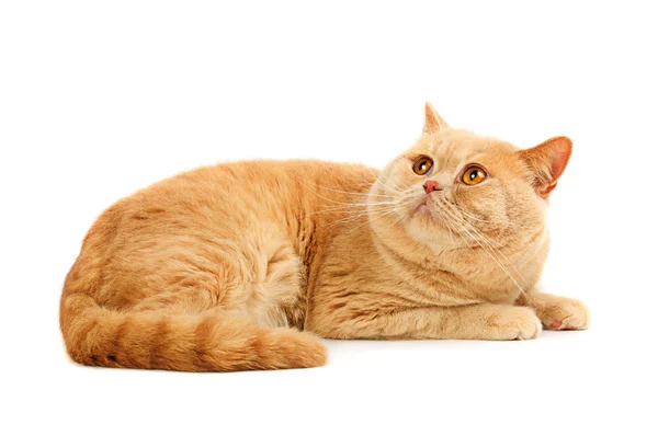 Szkocki rasowe zwierzę Kot — Zdjęcie stockowe