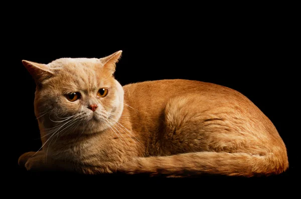 スコットランドの純血種の猫 — ストック写真