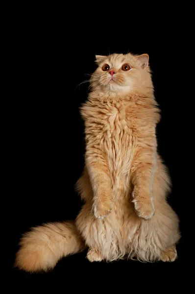 Stoje skotský kočka — Stock fotografie