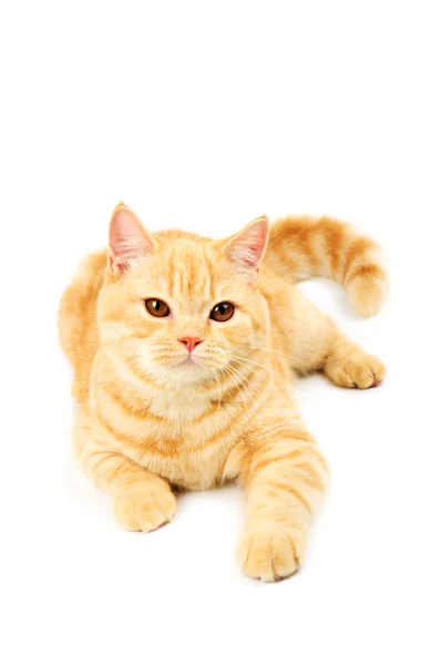 Scottish cat — Stock Photo, Image