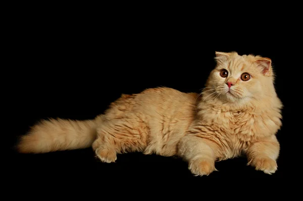 Шотландський кішка — стокове фото
