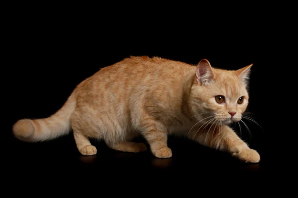 Шотландський кішка — стокове фото