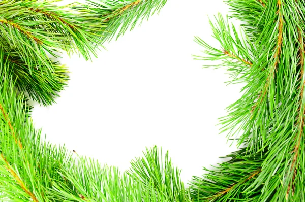 Frame from the pine branches — Stock Photo, Image