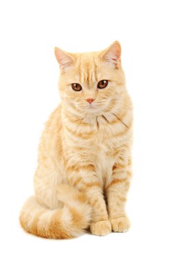 Scottish purebred cat clipart