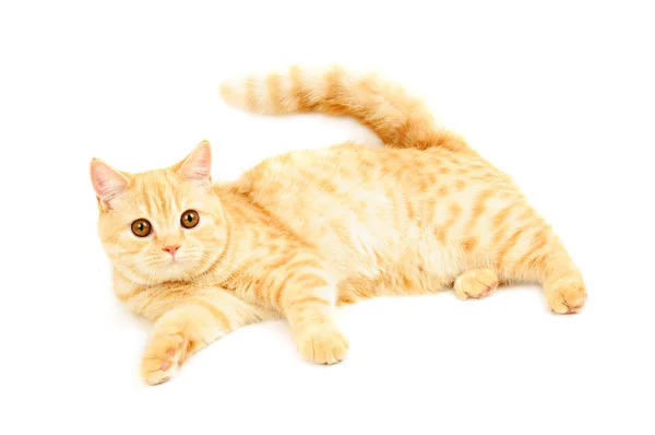 Szkocki rasowe zwierzę Kot — Zdjęcie stockowe