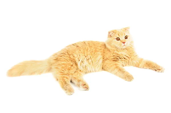 Scottish longhair cat — Stock Photo, Image