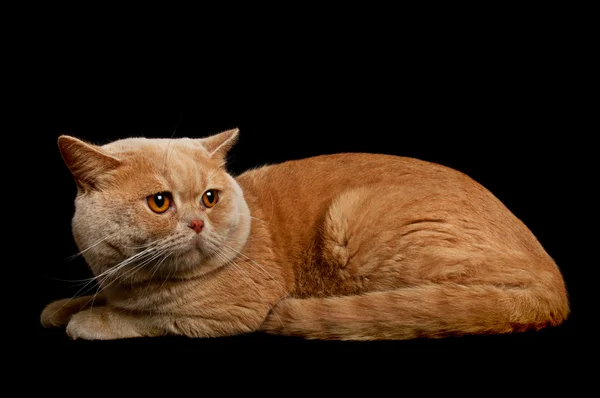 苏格兰纯种猫 — 图库照片