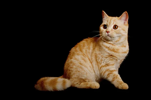 スコットランドの純血種の猫 — ストック写真