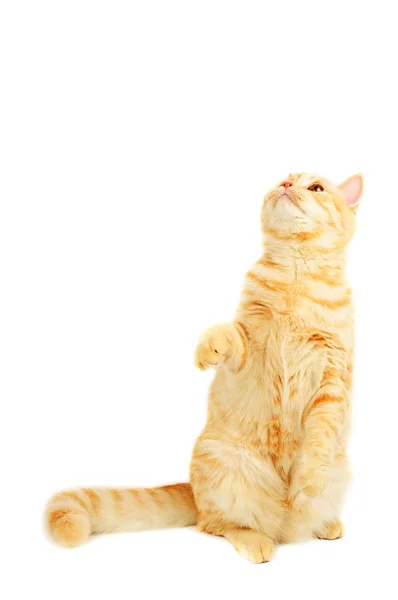 Skotský čistokrevná kočka — Stock fotografie