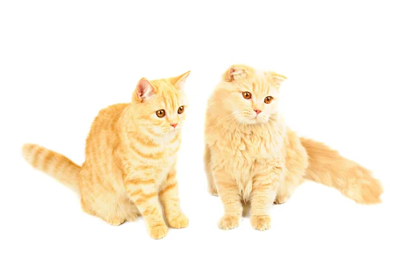 Dois gatos escoceses — Fotografia de Stock
