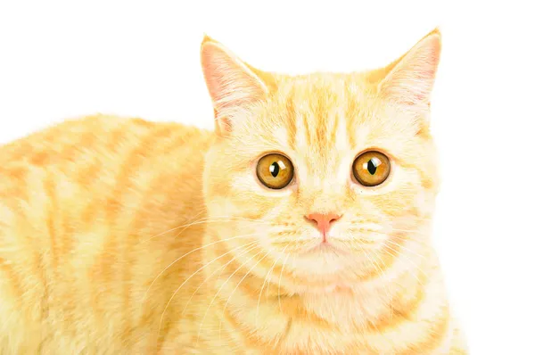 Scottish purebred cat — Stock Photo, Image