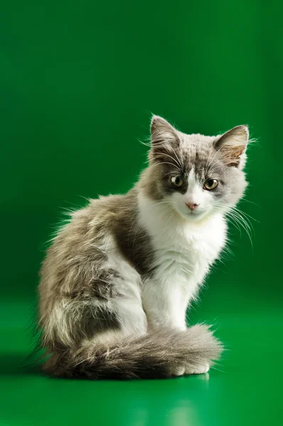Gatito gris y blanco — Foto de Stock