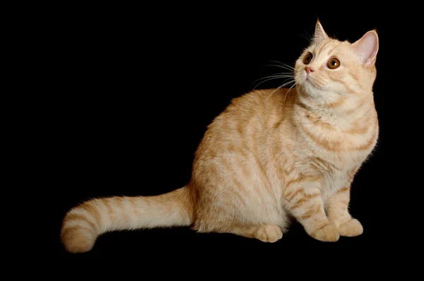 Шотландський чистокровних кішка — стокове фото