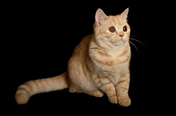 Skót fajtiszta macska — Stock Fotó