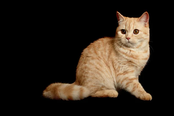 Scottish purebred cat — Stock Photo, Image